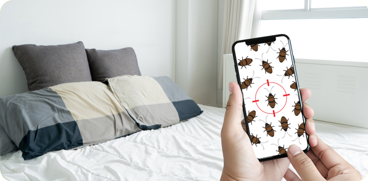  Bedwantsen beet herkennen